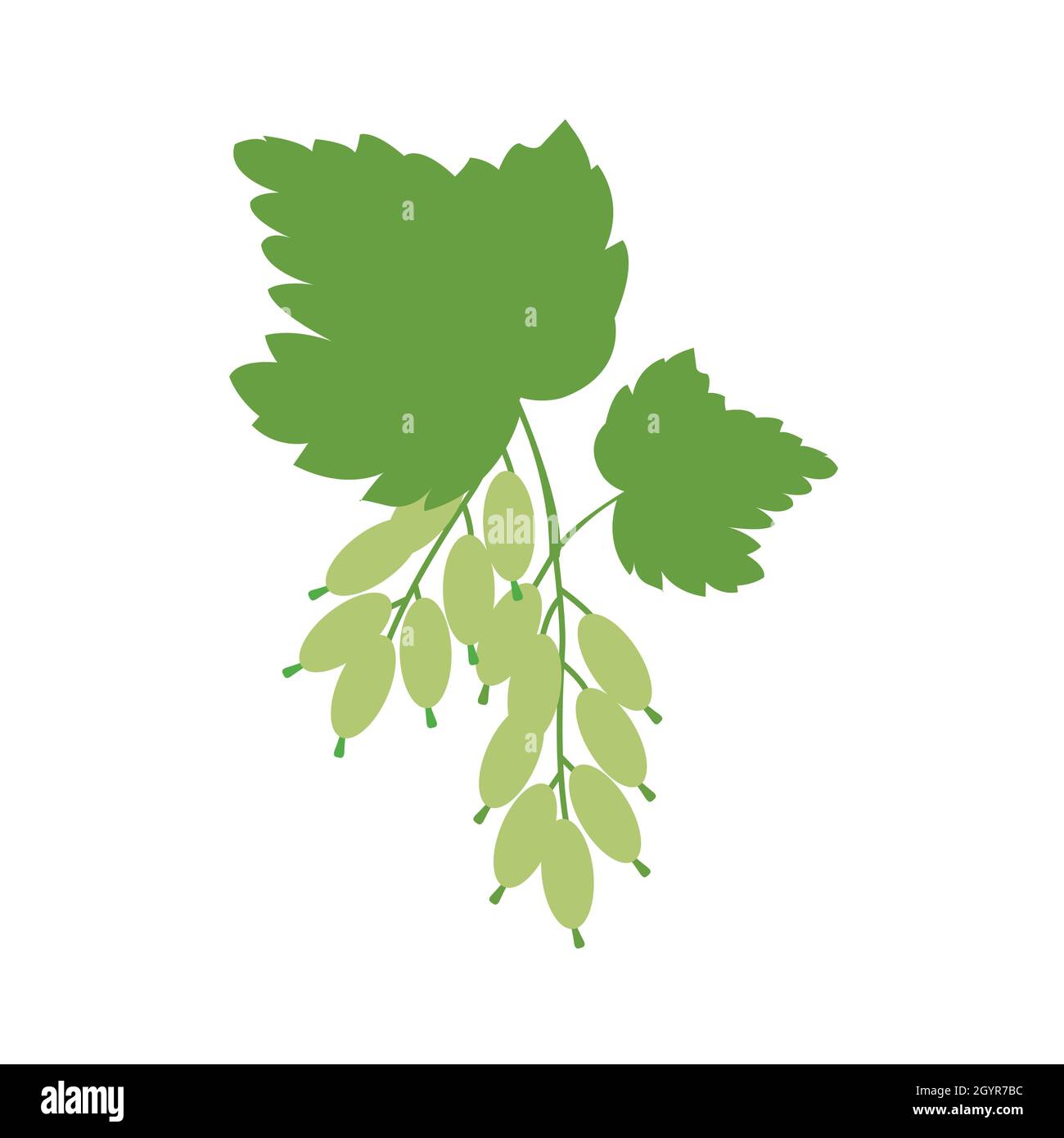 a mint leave illustration design vector on white background. Stock Vector