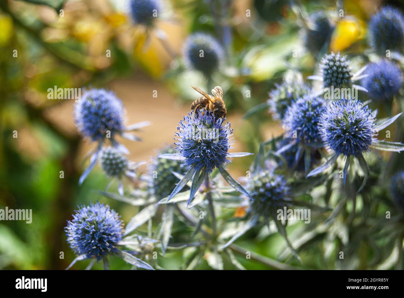 Eryngo blue flowers in summer and a honey bee - Eryngium bourgatii, Sea Holly Stock Photo