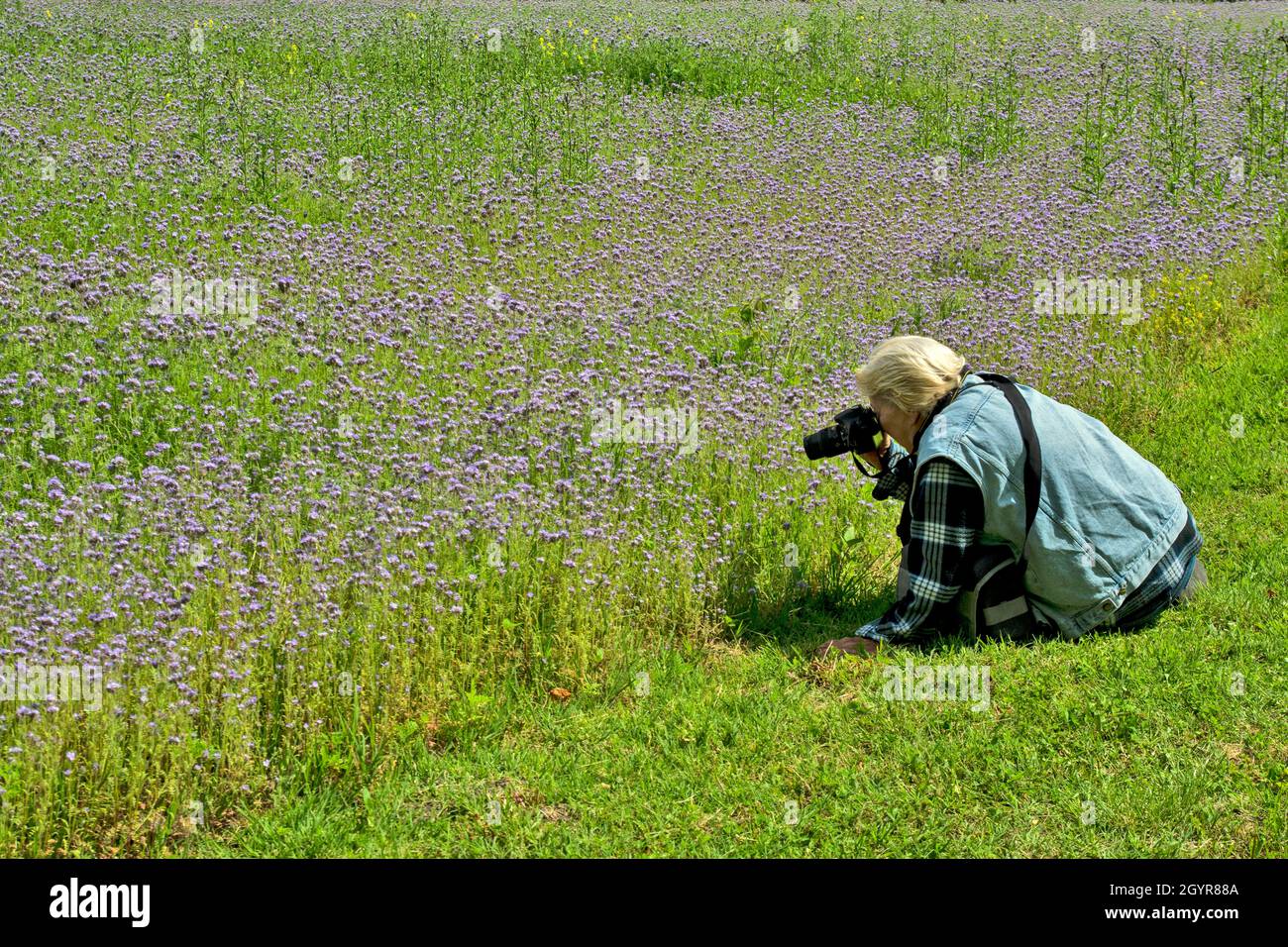 Woman photographs the plant Phacelia tanacetifolia and bees that diligently collect pollen. Stock Photo