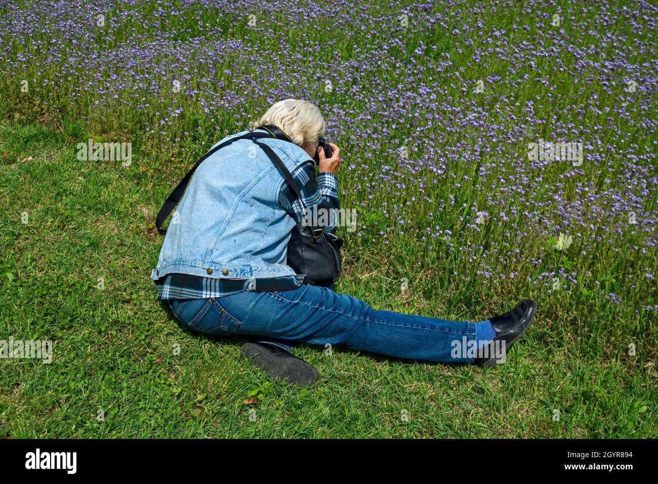 Woman photographs the plant Phacelia tanacetifolia and bees that diligently collect pollen. Stock Photo