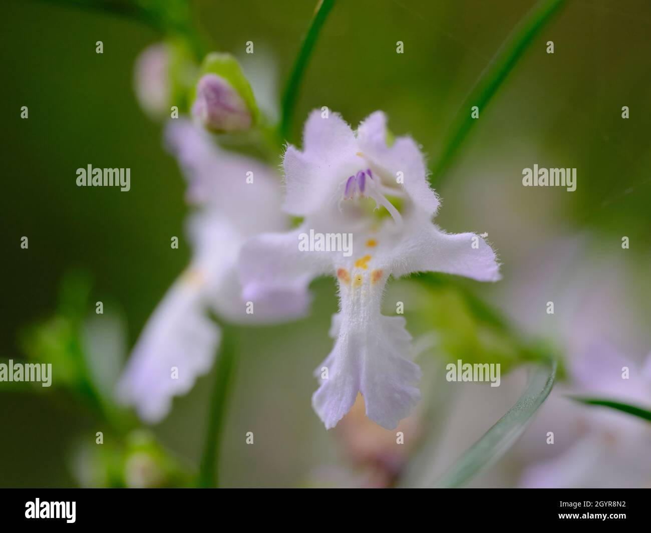 Snowy Mint Bush Flower Stock Photo