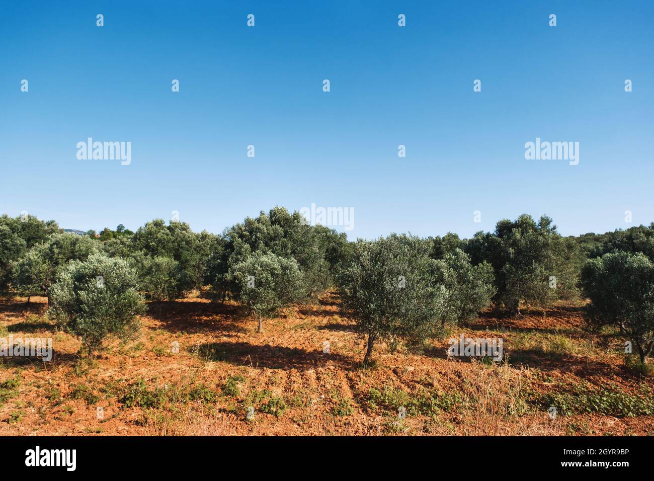 Landscape view of olive tree field with clear sky Stock Photo - Alamy