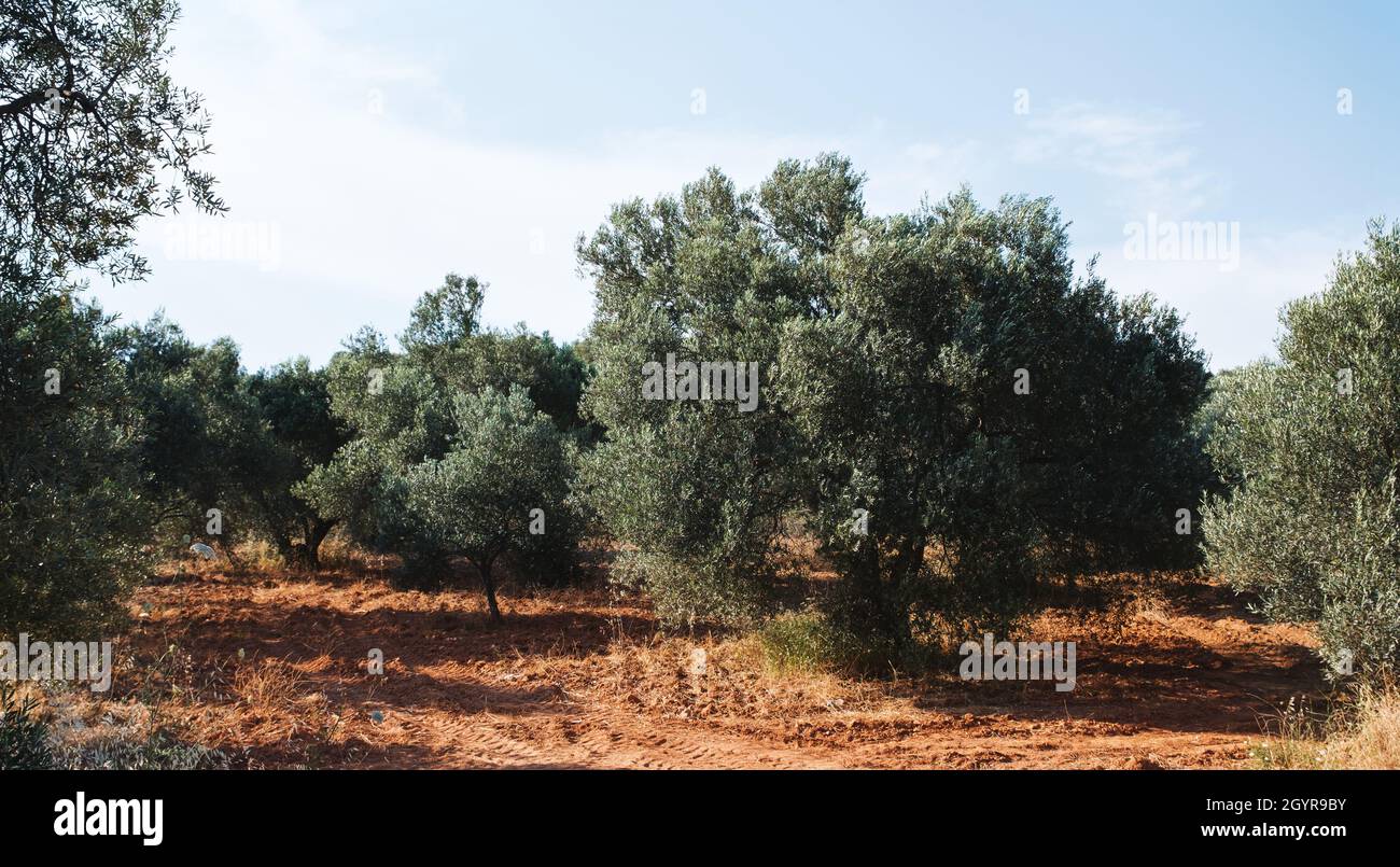 Landscape view of olive tree field with clear sky Stock Photo - Alamy