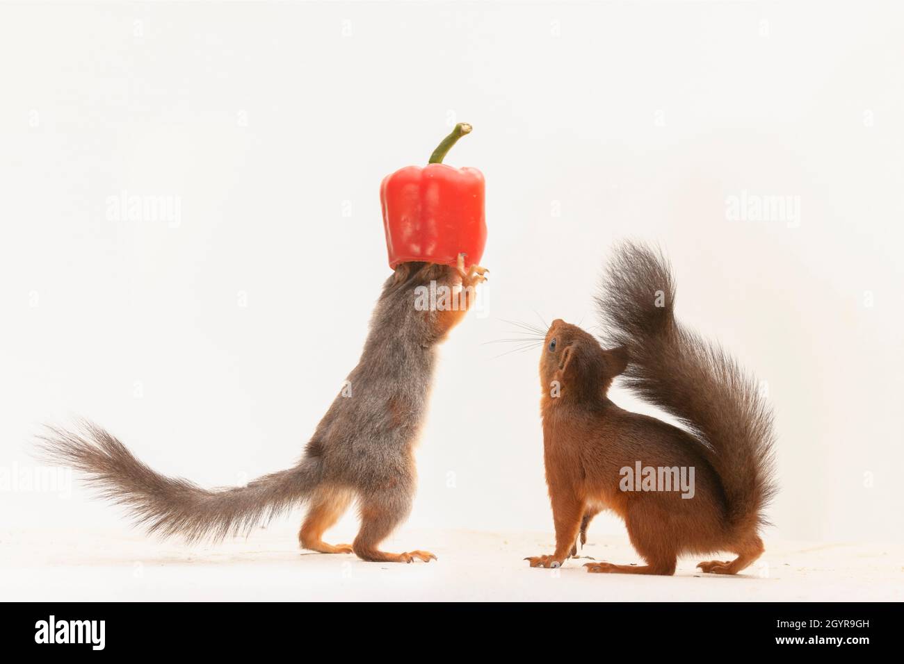 red squirrel is having an red pepper head Stock Photo Alamy