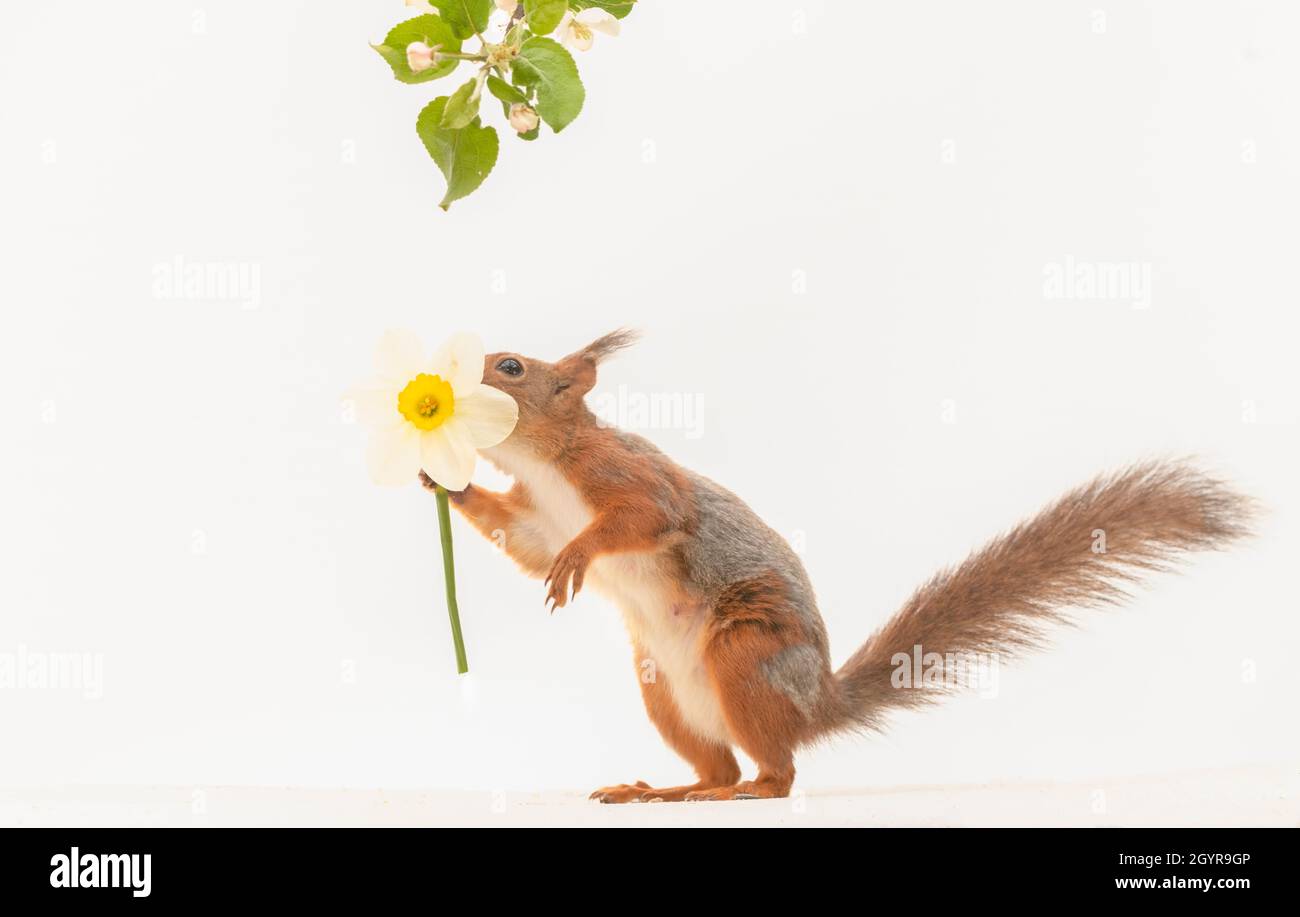 red squirrel is holding and smelling a narcissus Stock Photo Alamy
