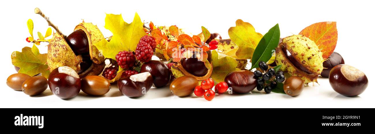 Chestnuts, Acorns, Autumn Leaves and Fruits isolated on white Background - Panorama Stock Photo