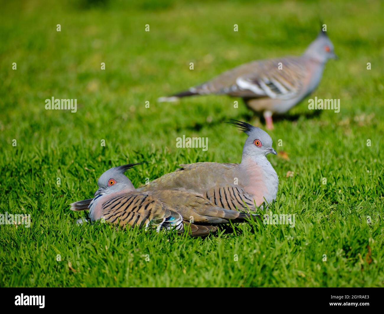 Crested Pigeons Stock Photo