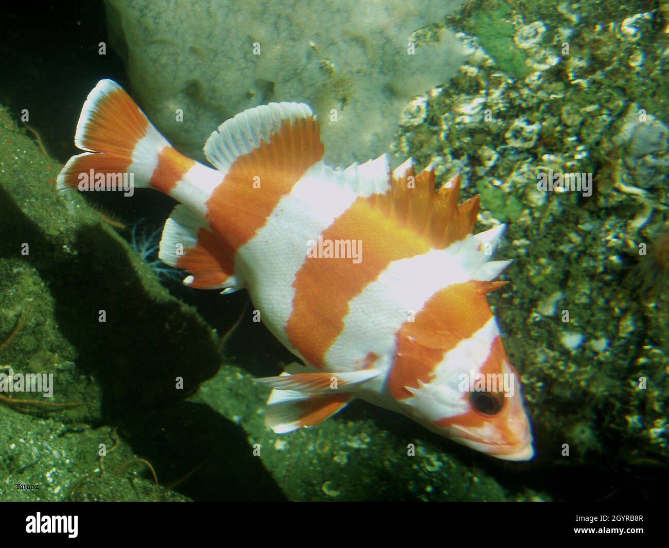 Beautiful flag rockfish underwater Stock Photo Alamy