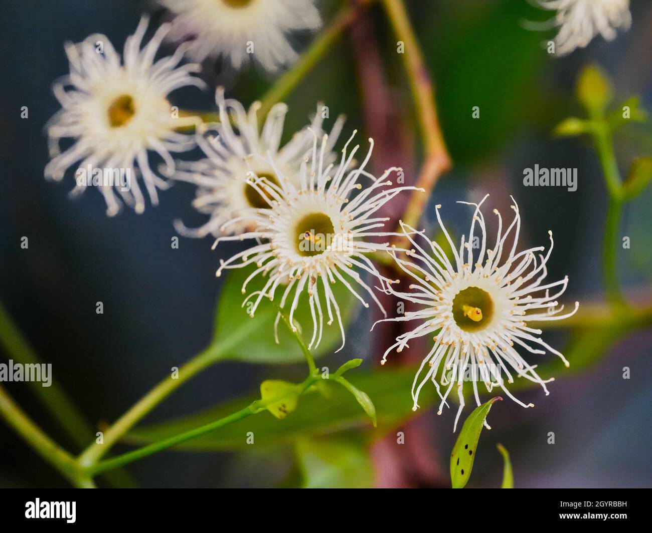 Flowering Gum Up Close Stock Photo