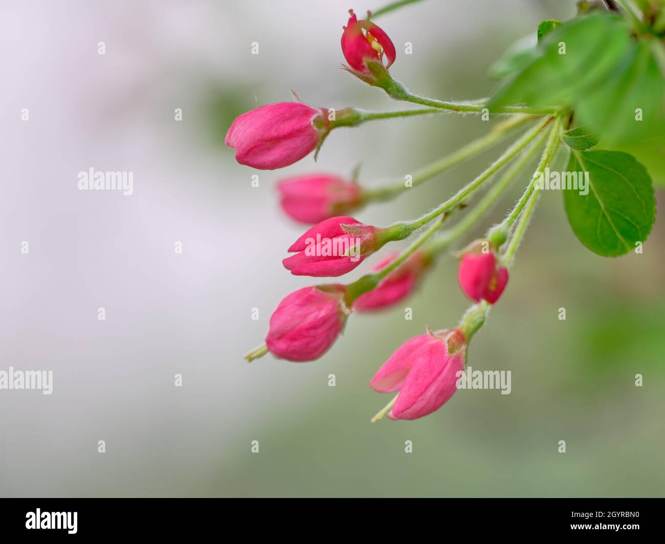 Crab Apple Buds Stock Photo Alamy