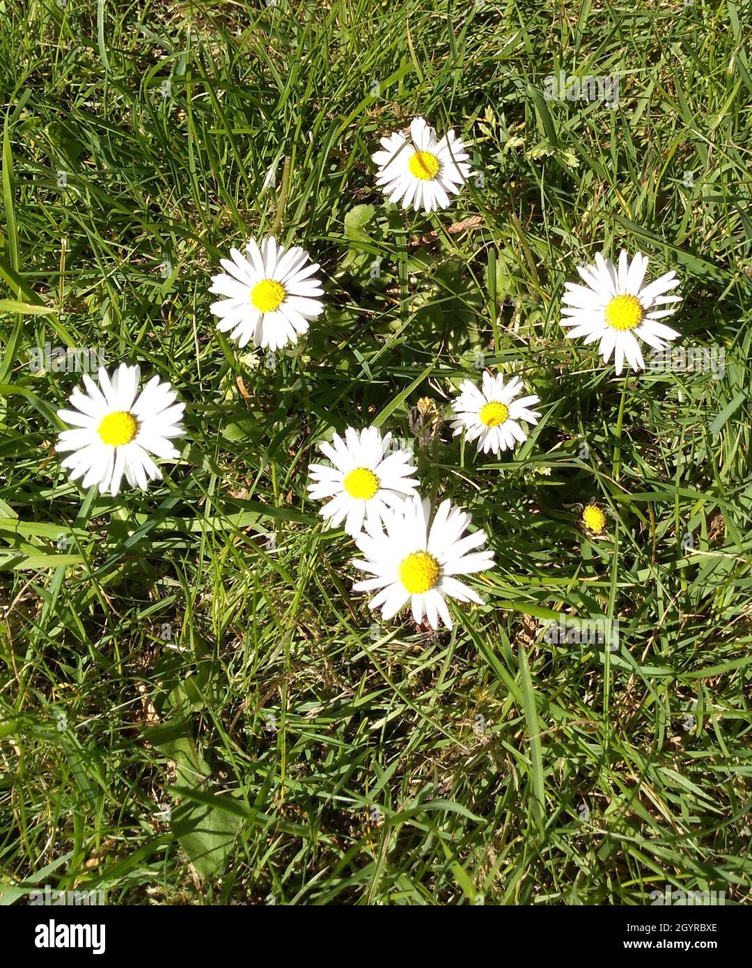 Daisies growing in spring sunshine. Daisies growing in a meadow or garden. Tiny wild Daisies, new beginnings. White petals and spring picinics. Stock Photo