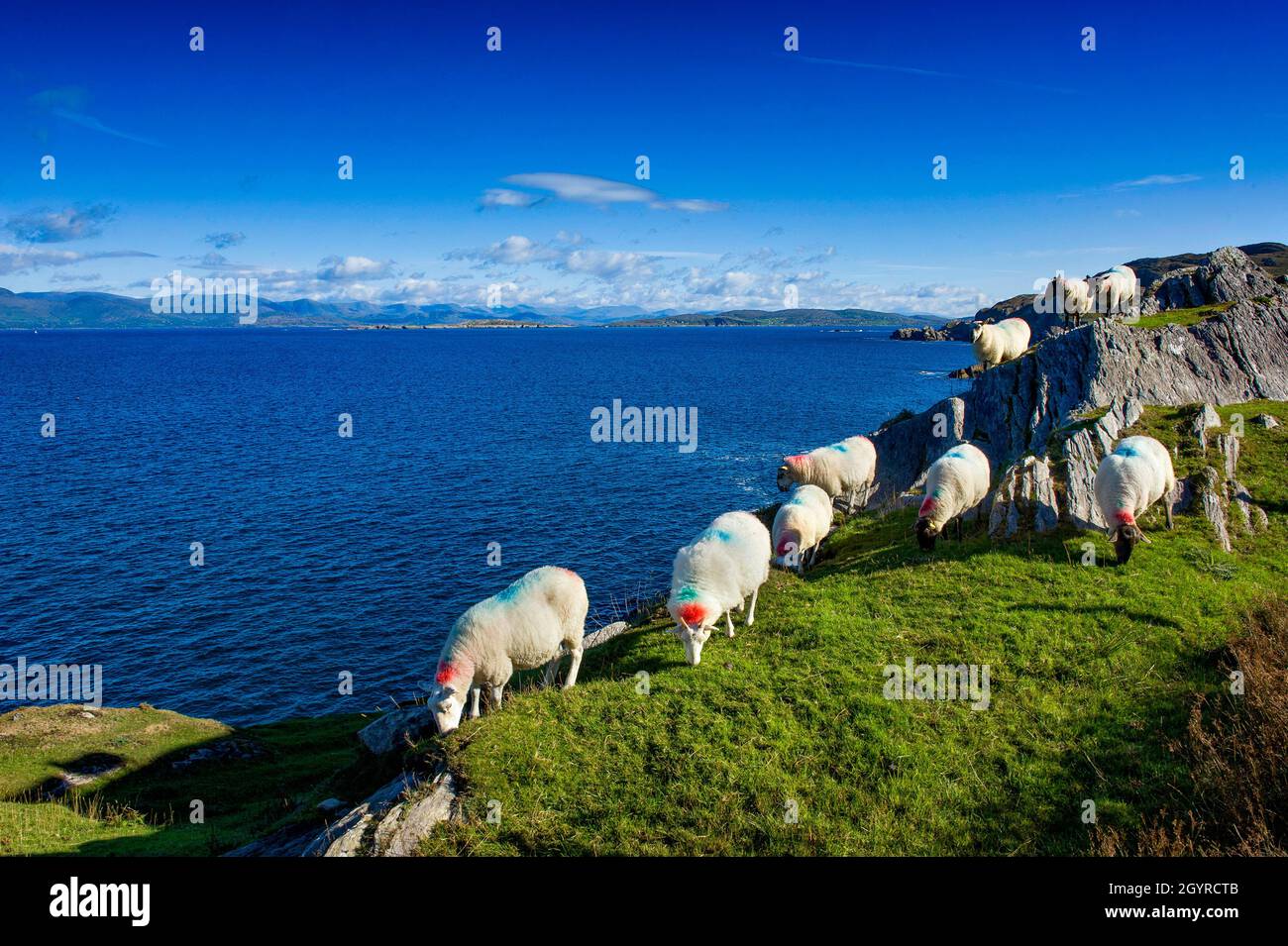 Sheep overlooking Coulagh Bay, Kenmere River, Beara Peninsula, County Cork Ireland Stock Photo