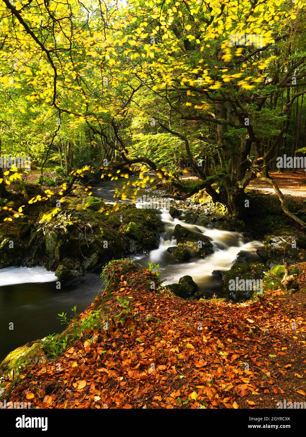 River Shimma, Tollymore Forest Park, County Down, Northern Ireland Stock Photo