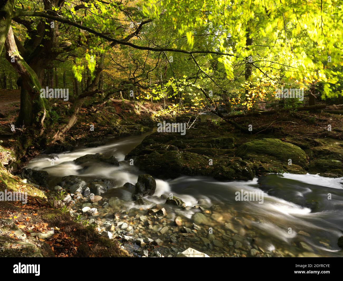 River Shimma, Tollymore Forest Park, County Down, Northern Ireland Stock Photo