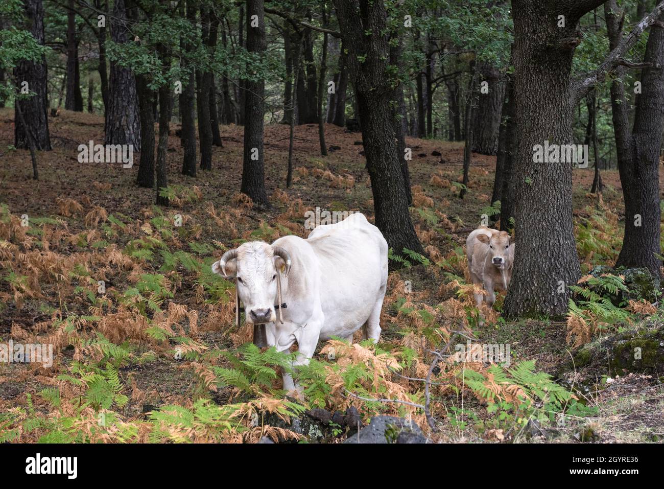 A cow fitted with a cowbell grazes with her calf among the bracken in the forests high on the slopes of Mount Etna, Sicily, Italy Stock Photo
