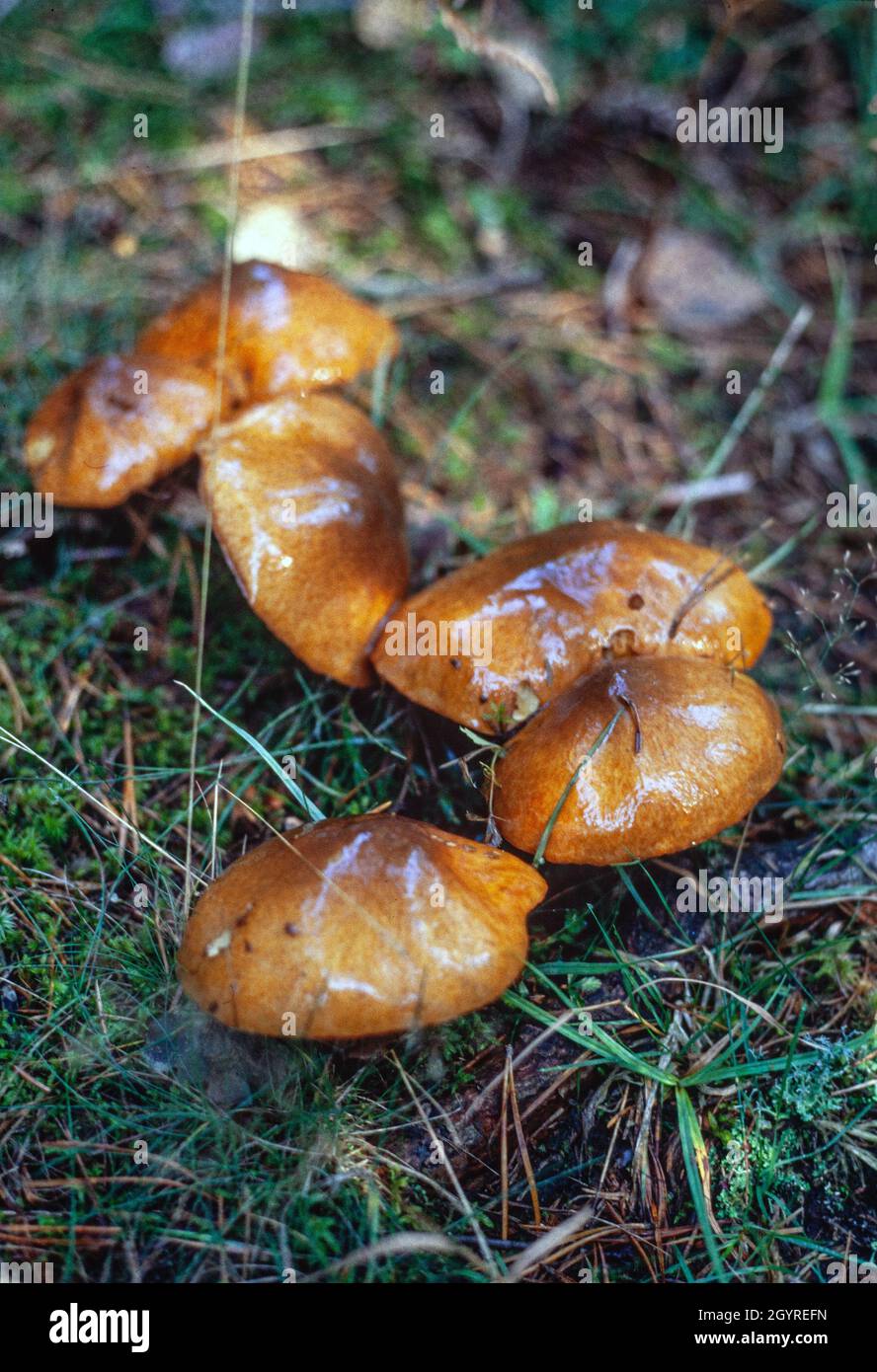 Golden Orange Tricholoma (Tricholoma aurantium), Hudge thrust after the rain in a forest of malmkoping, sweden Stock Photo