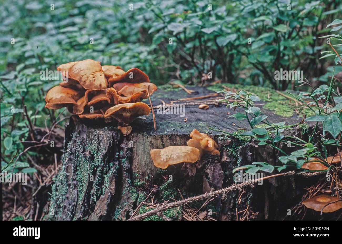 armillaria tabescens mushroom cluster in the forest Stock Photo