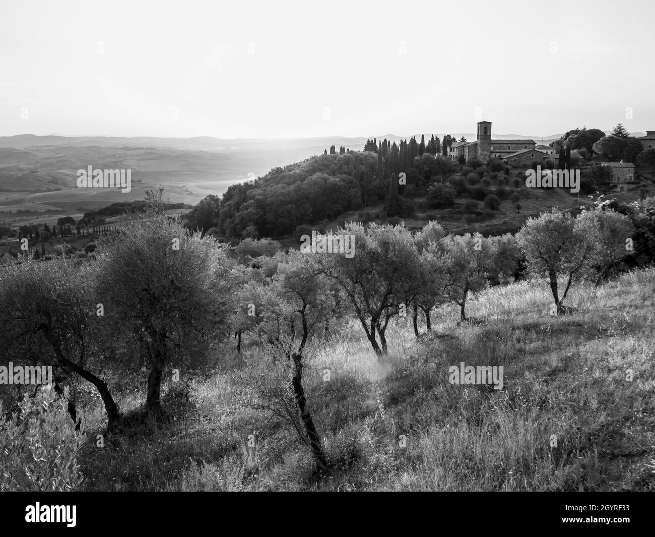 Olive Trees near Montalcino at the Convento dell'Osservanza in Tuscany, Italy in the Early Morning Black and White Stock Photo