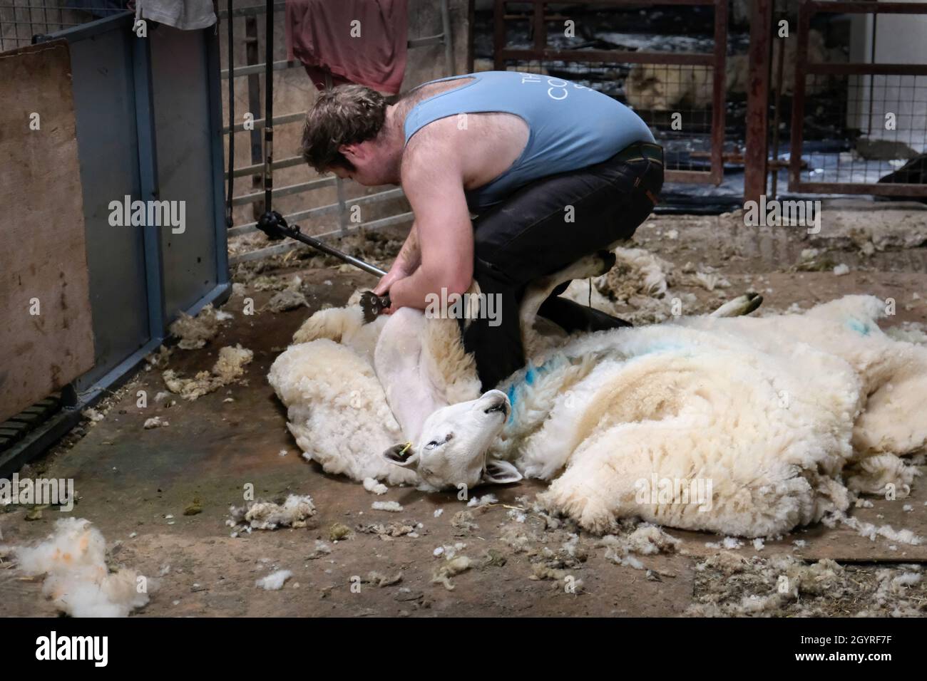 A male sheep shearer shears a sheep in a shearing shed on a farm in