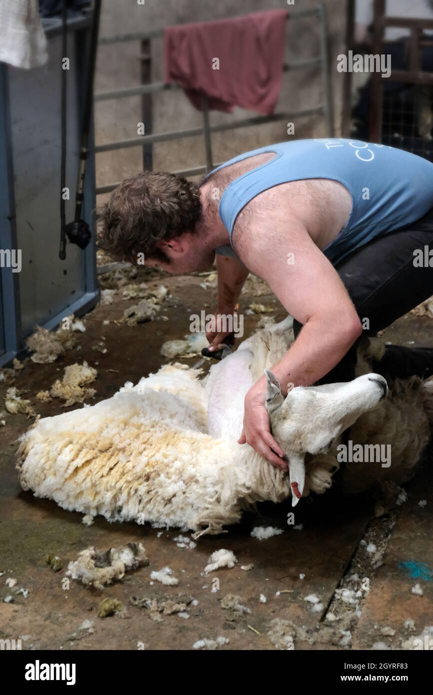 A male sheep shearer shears a sheep in a shearing shed on a farm in