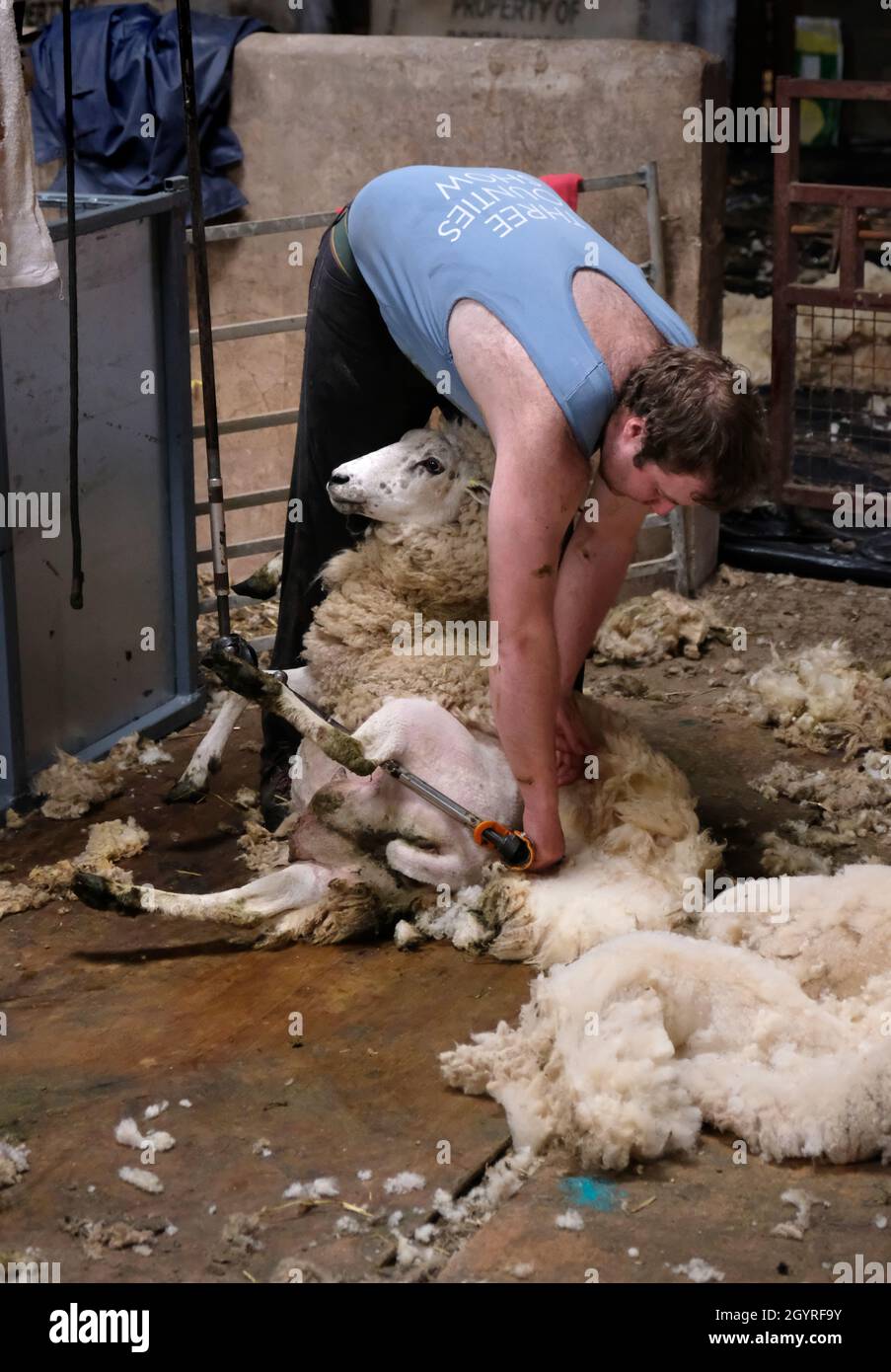 A male sheep shearer shears a sheep in a shearing shed on a farm in