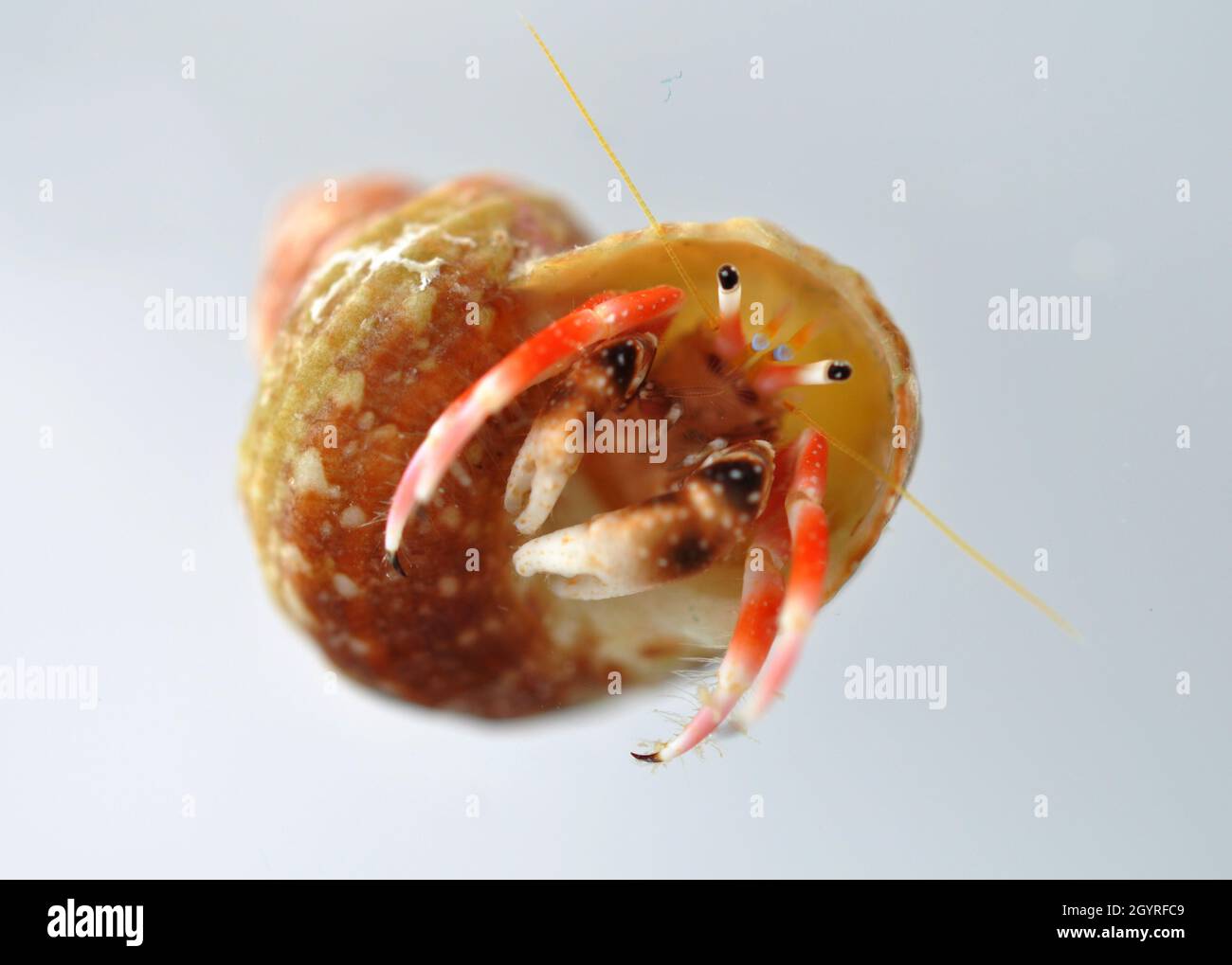 Deep sea hermit crab hi-res stock photography and images - Alamy