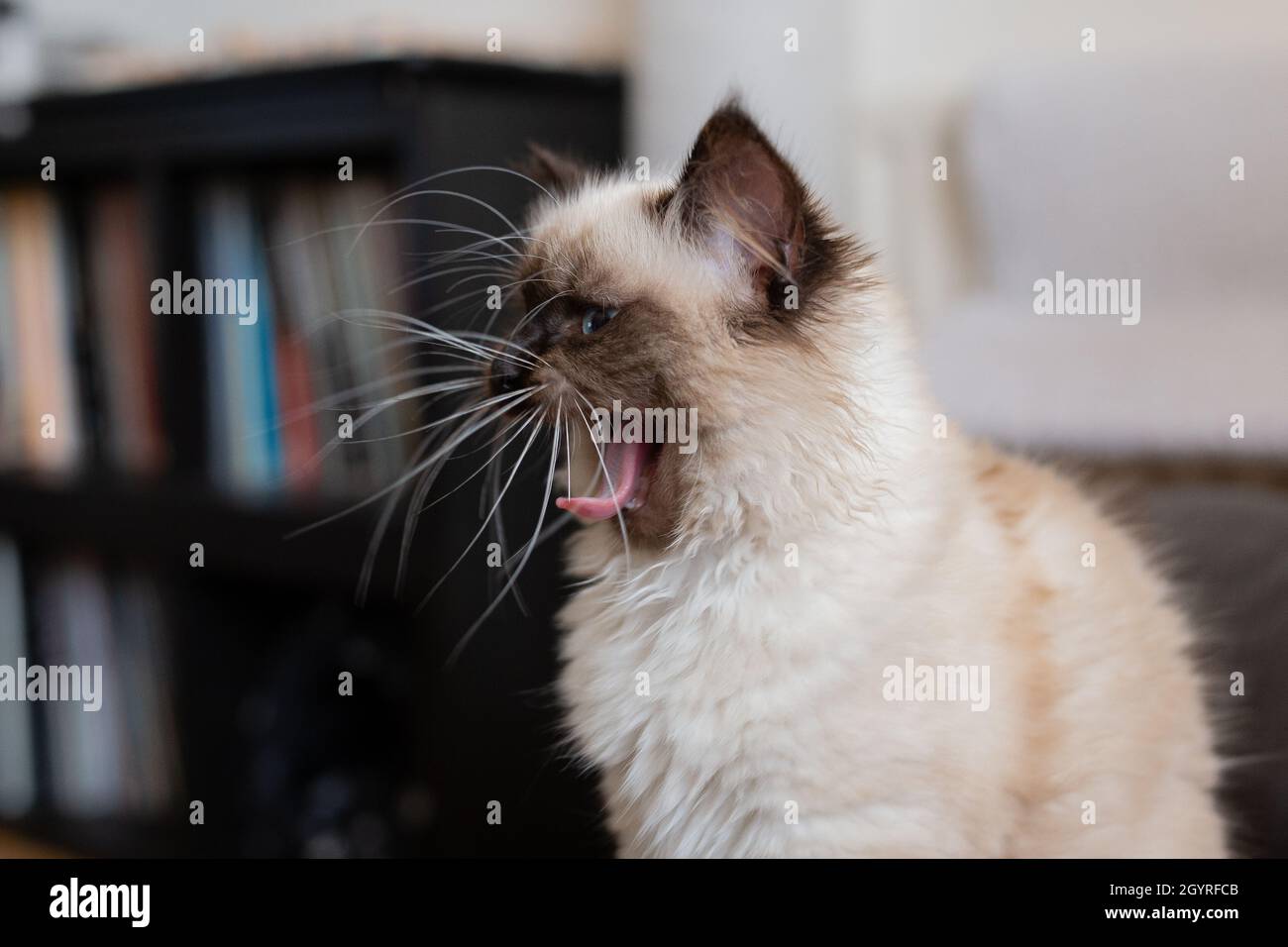 Funny Birman cat is yawning Stock Photo