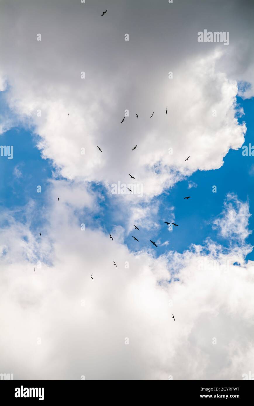 Birds in the sky clouds hi-res stock photography and images - Alamy
