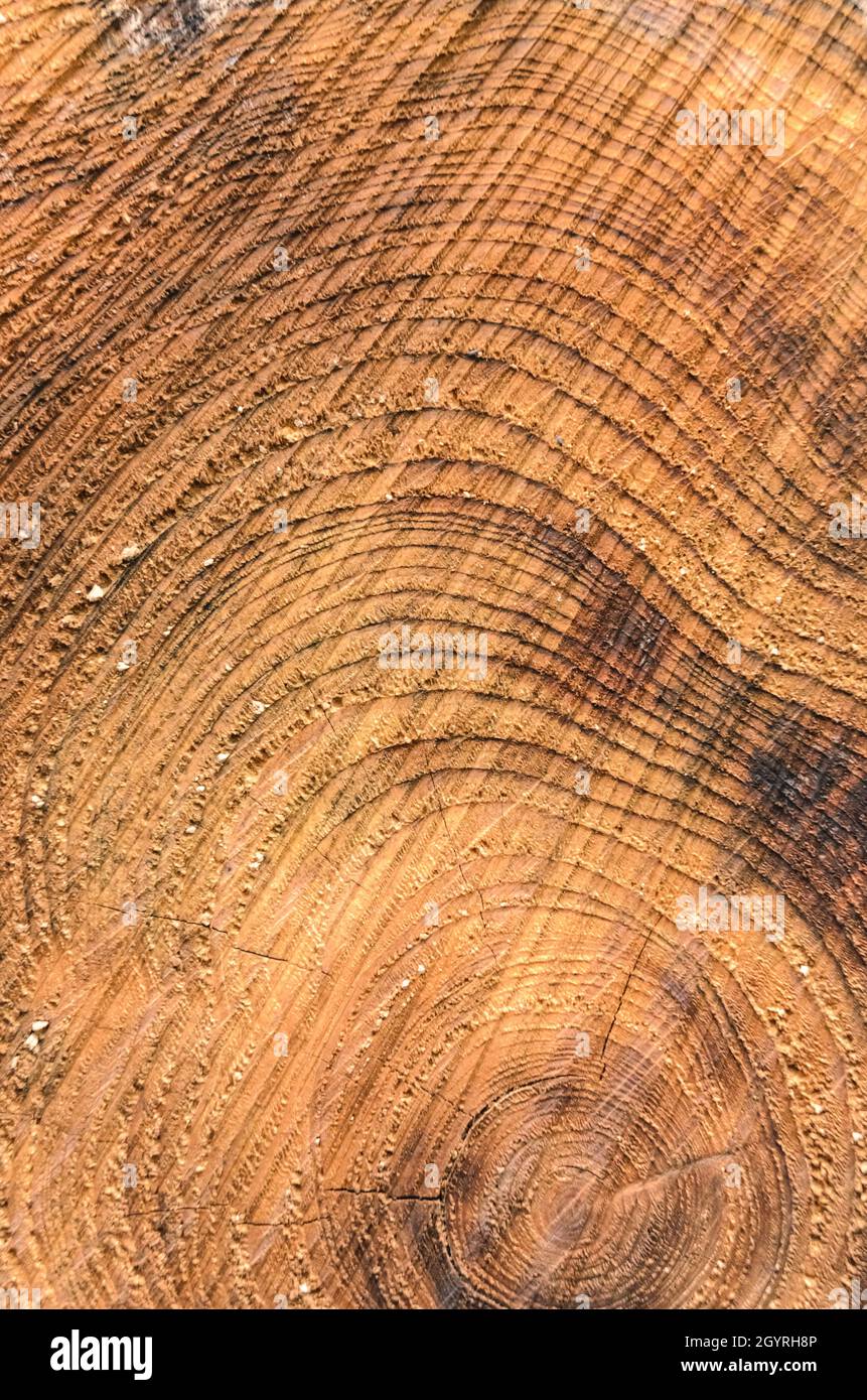 Close-up view and cross-section of growth rings of a felled tree, wooden natural background with fine details Stock Photo