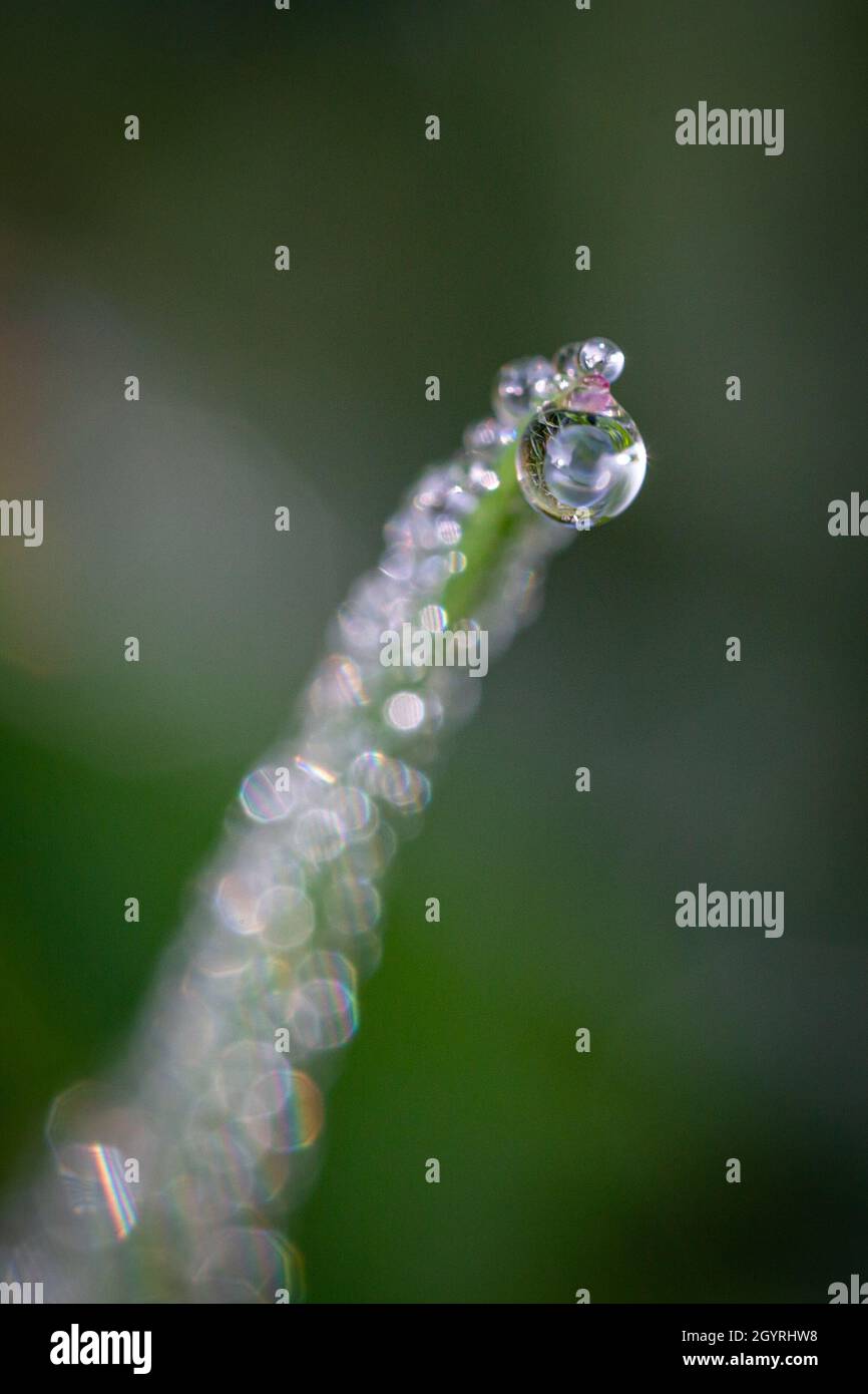 Macro photograph in nature hi-res stock photography and images - Alamy