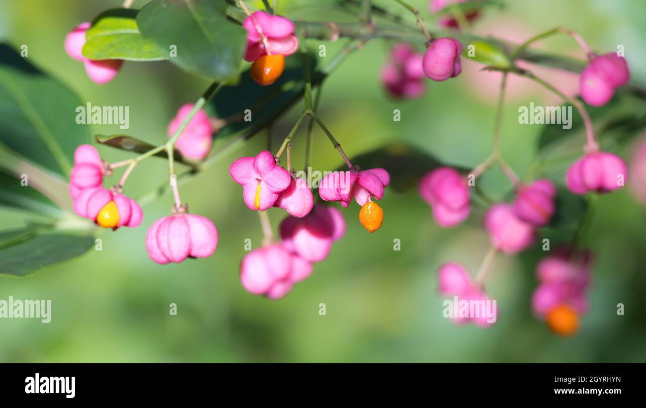 Pink fruit on european or common spindle tree Stock Photo