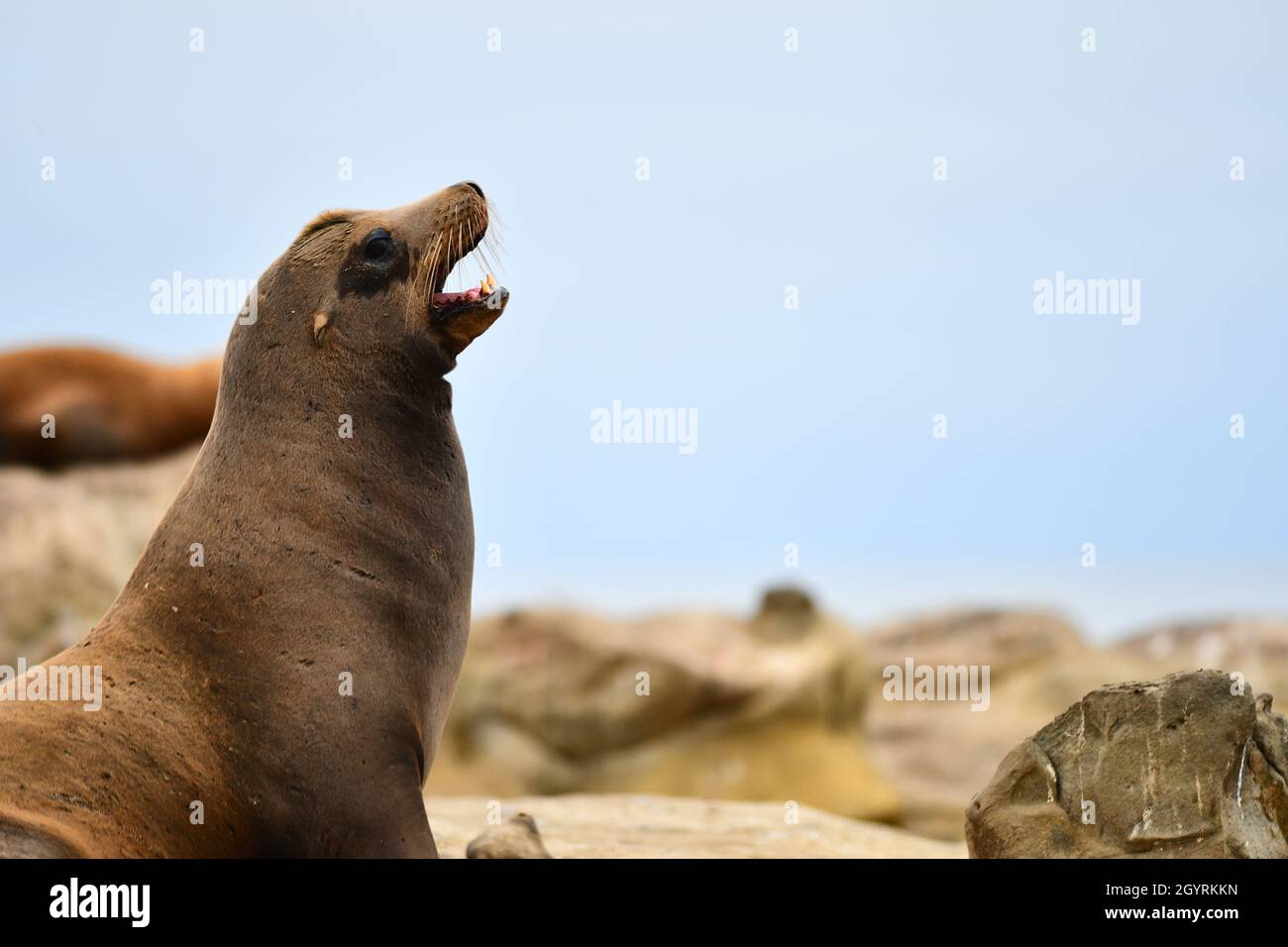 Sea Lion Stock Photo