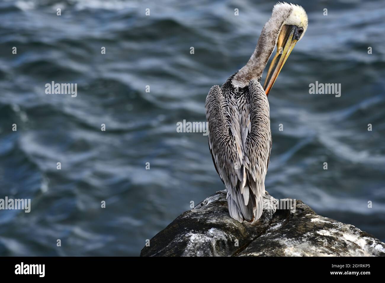 Pelican on a rock Stock Photo