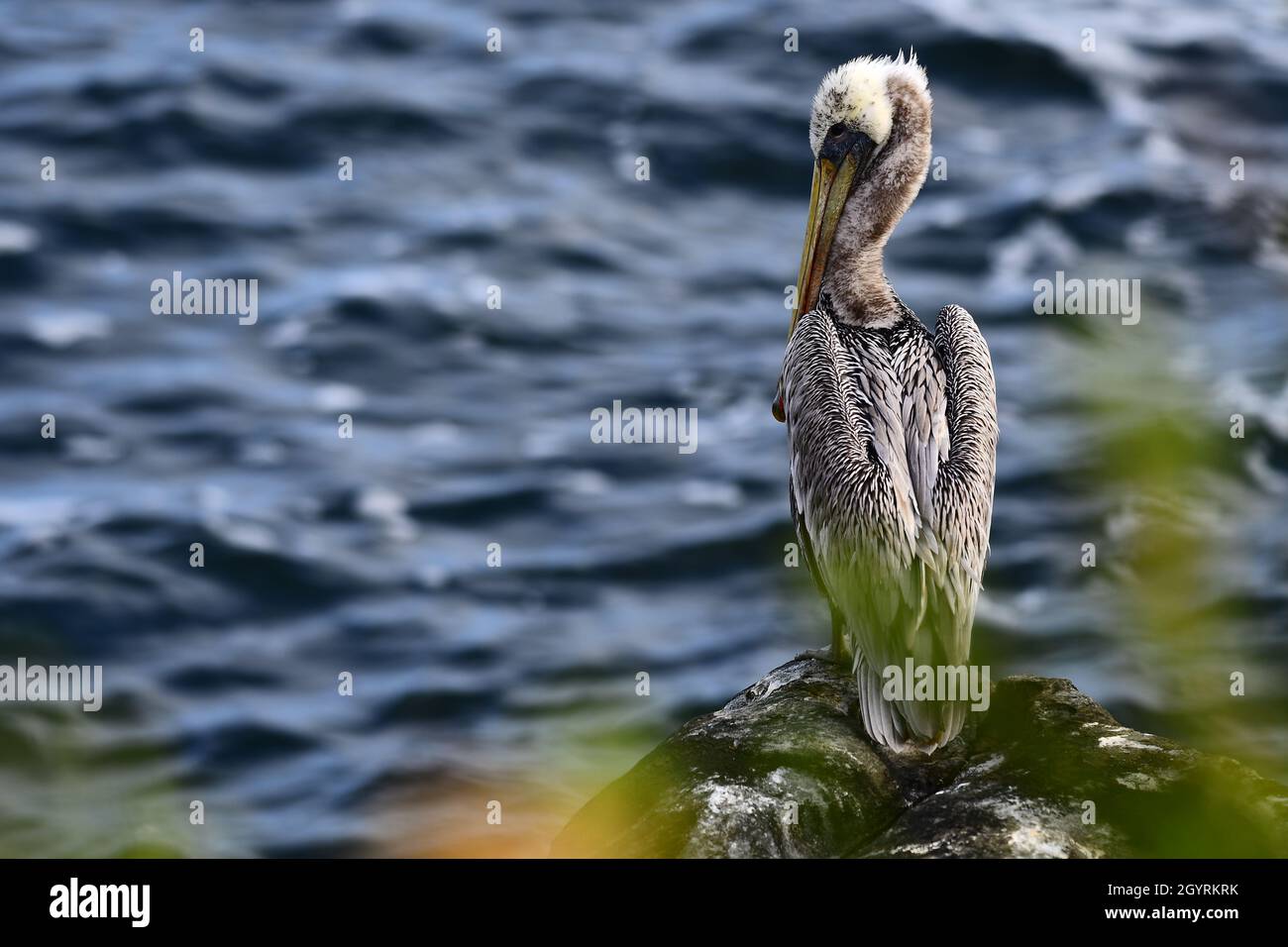 Pelican on a rock Stock Photo