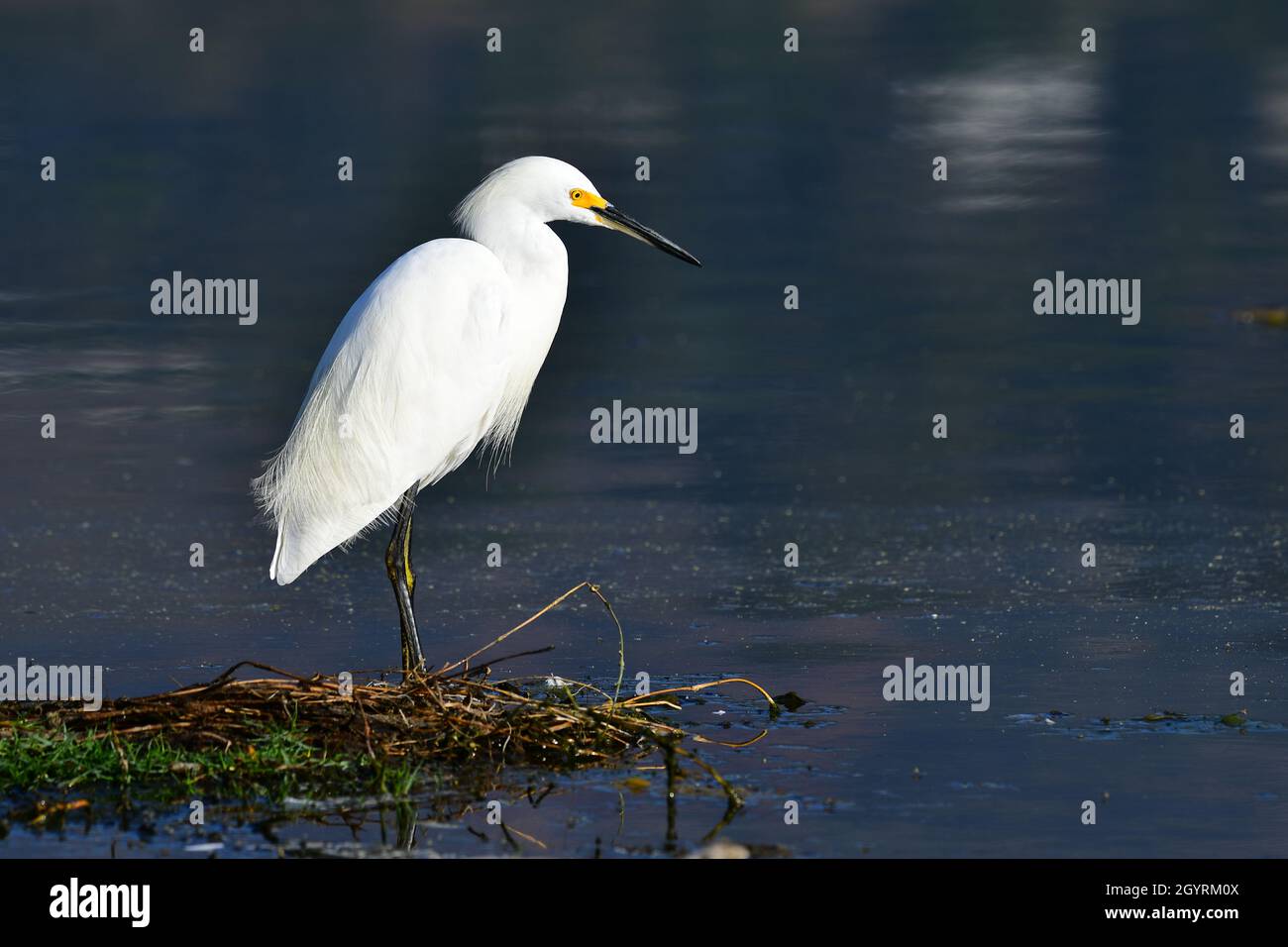 Snowy Egret and water Stock Photo