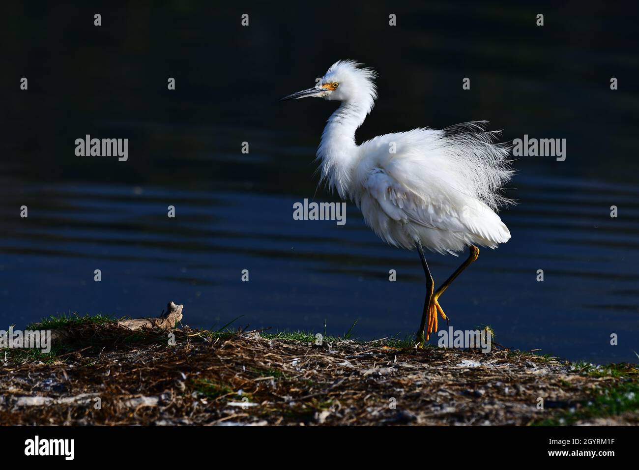 Snowy Egret and water Stock Photo
