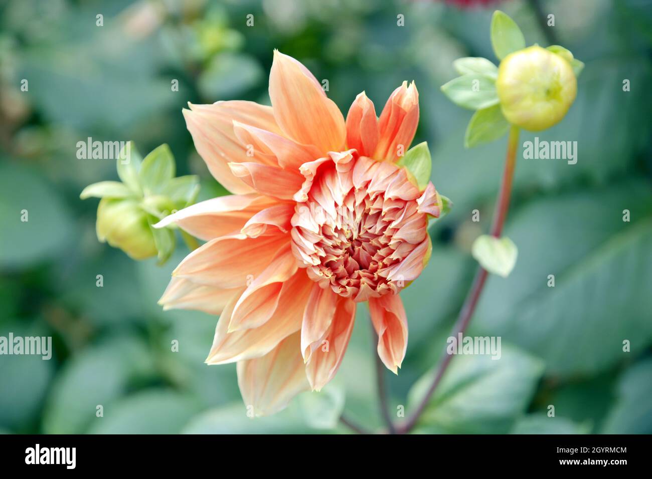 Beautiful Dahlia flower in the Garden Stock Photo
