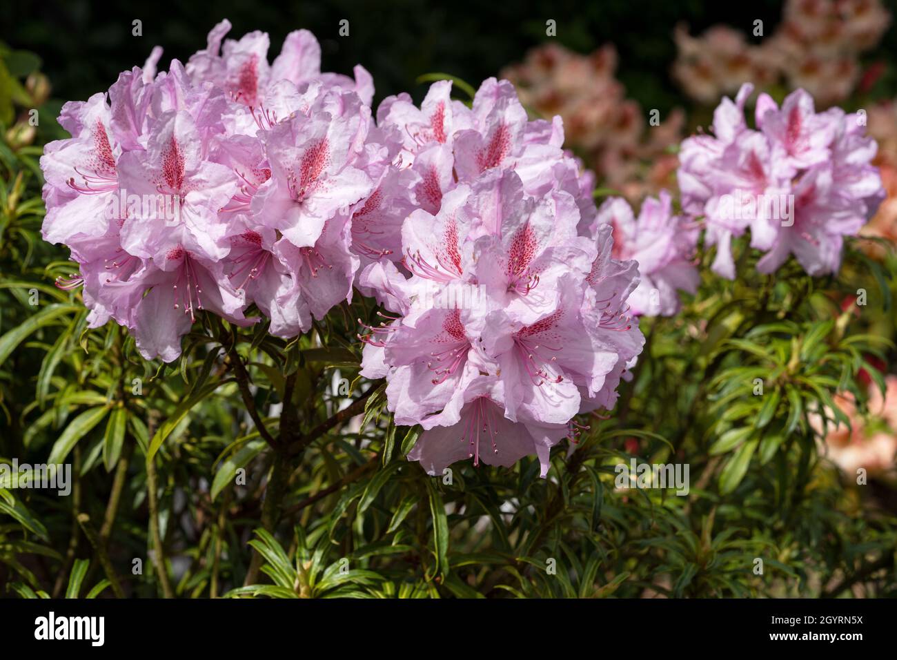 Rhododendron Ponticum Filigran (Rhododendron Ponticum) Stock Photo