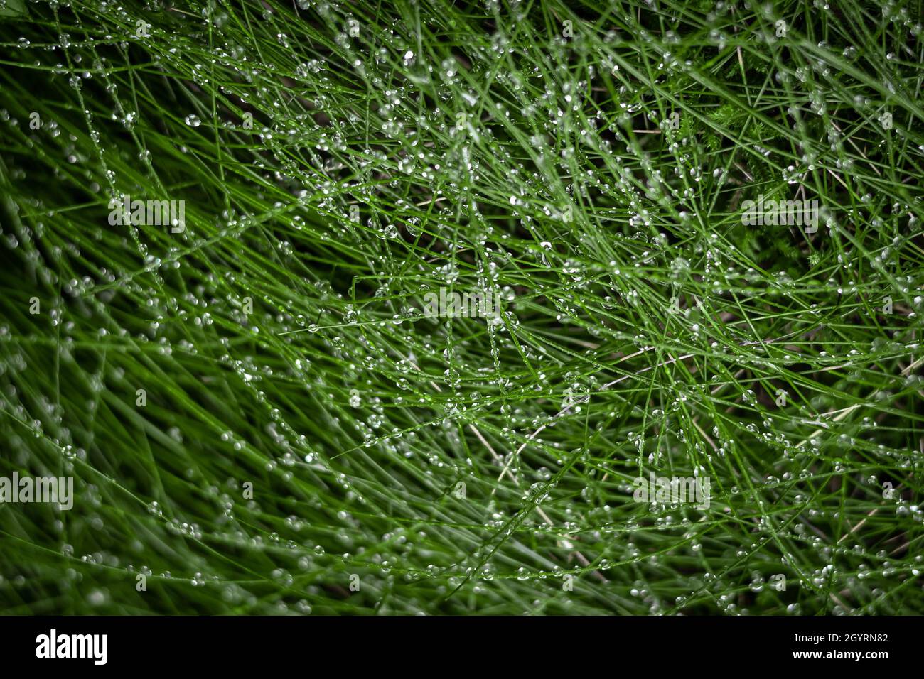 Water drops on green grass. Background with copyspace Stock Photo - Alamy