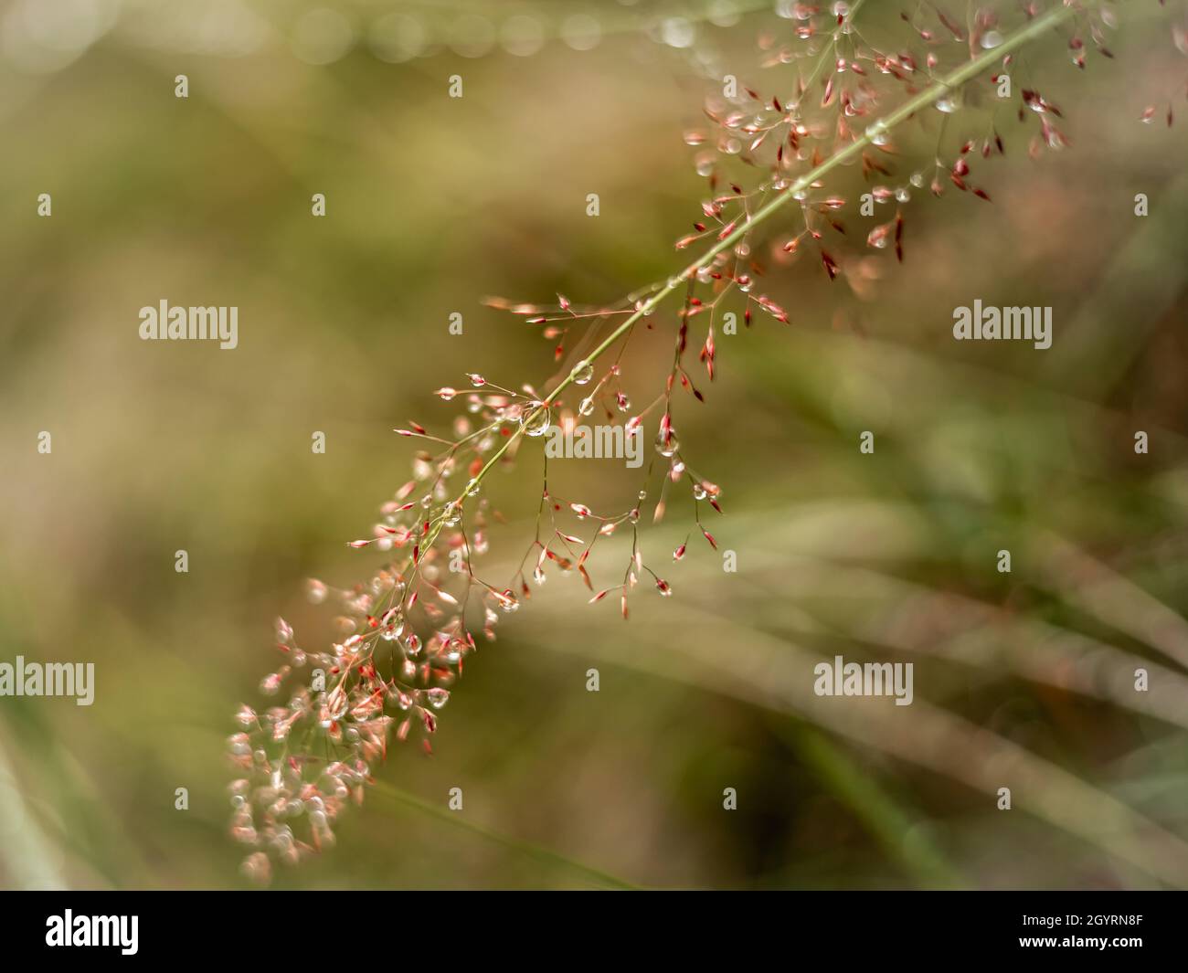 Water drops on a smooth meadow-grass (Poa pratensis) flower head. Autumnal colours. Stock Photo