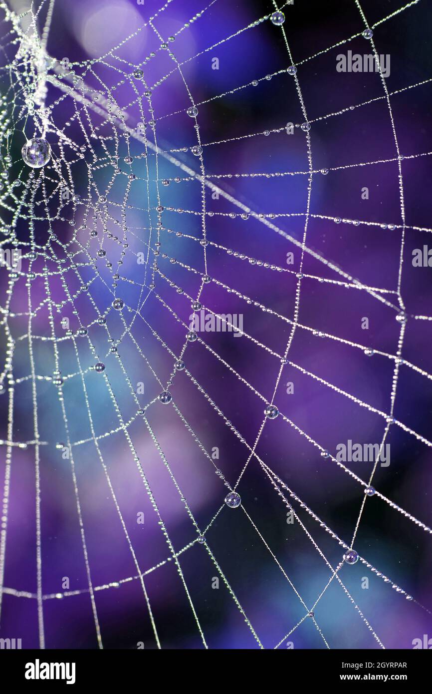 Spiders web cobweb hi-res stock photography and images - Alamy