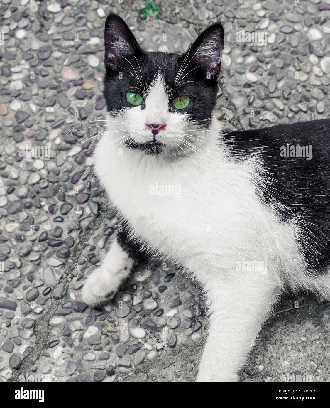 Cute cat lying on the ground Stock Photo - Alamy