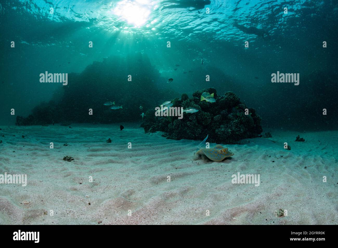 Reef scene Stock Photo