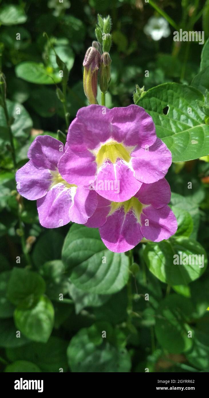 Closeup shot of coromandel (Asystasia gangetica) flowers with leaves in the garden Stock Photo