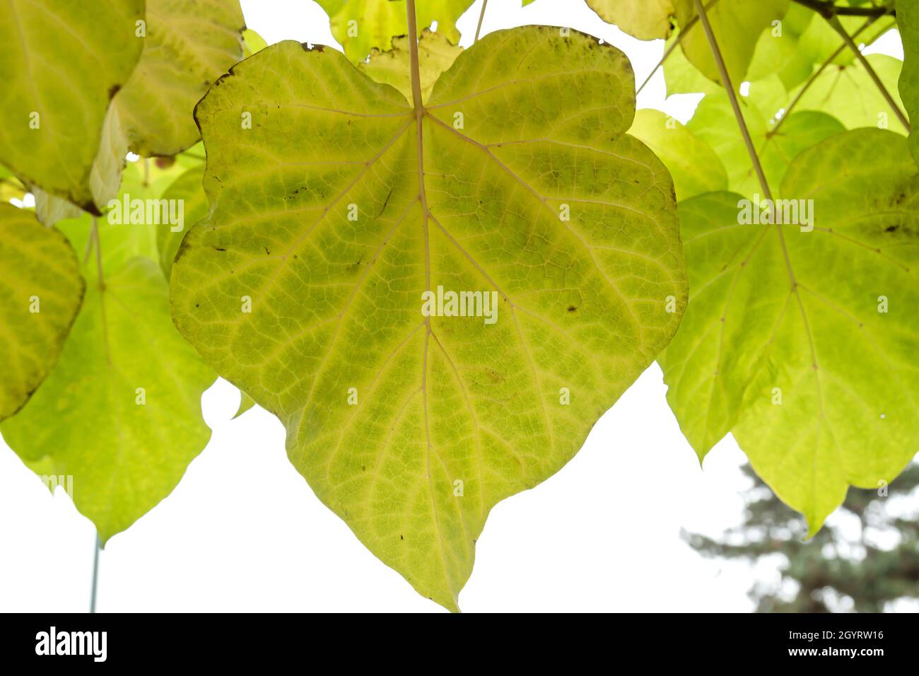 Catalpa bignonioides  Indian bean tree autumanl deciduous foliage Stock Photo