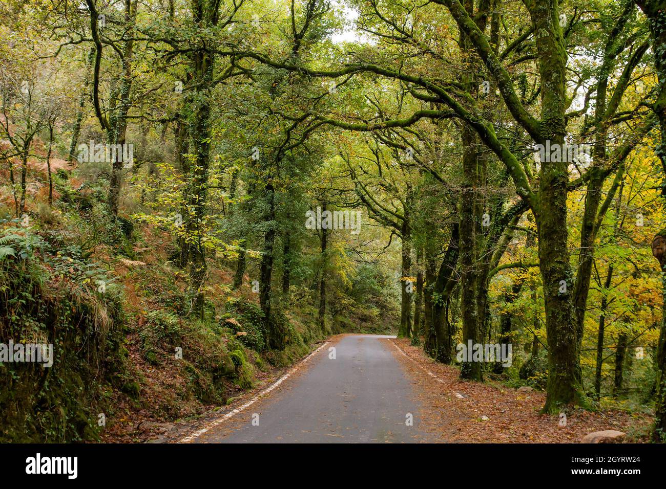 Road in Mata da Albergaria, temperate broadleaf and mixed forest in Peneda-Gerês National Park, Portugal Stock Photo