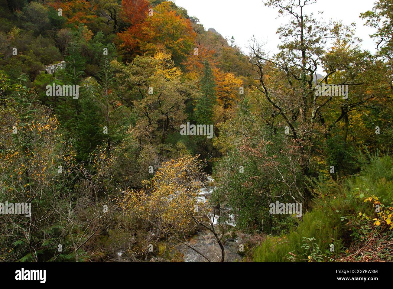 Autumnal Mata da Albergaria, temperate broadleaf and mixed forest in Peneda-Gerês National Park, Portugal Stock Photo