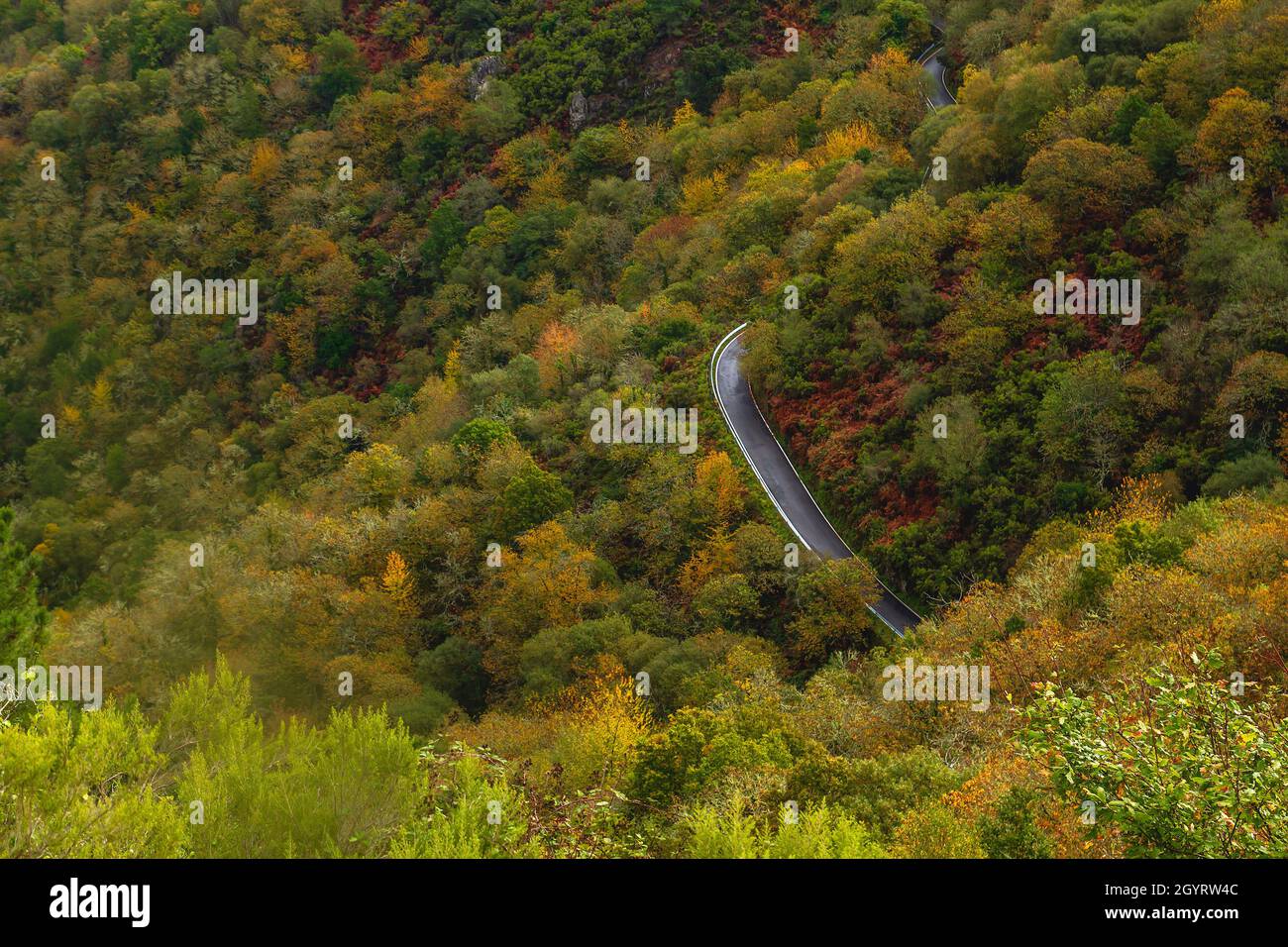 Curvy mountain road across autumnal atlantic forest in Ribeira Sacra, Galicia, Spain Stock Photo