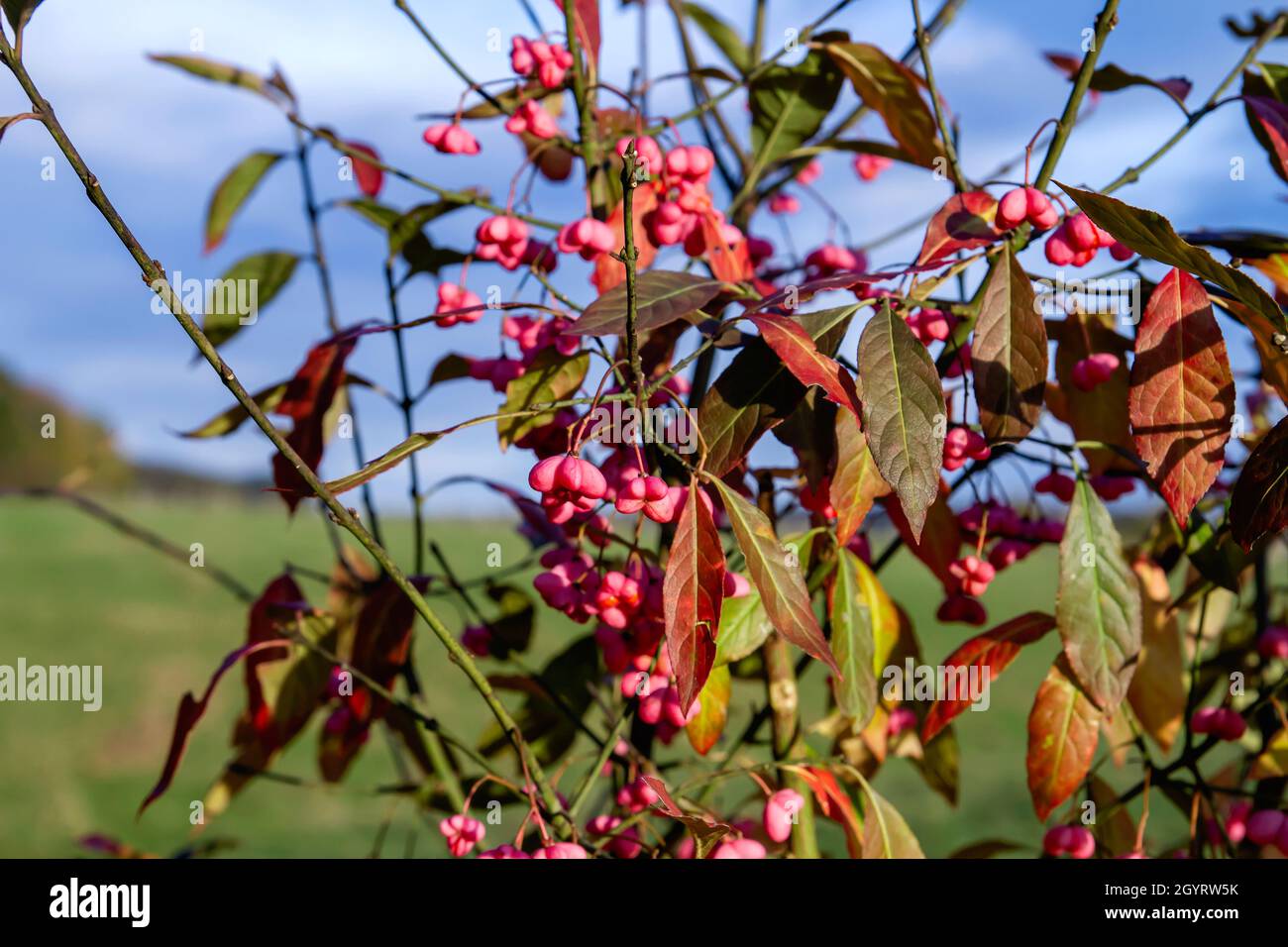 Euonymus europaeus European spindle deep pinl colored seed capsules and colorful autumn foliage Stock Photo