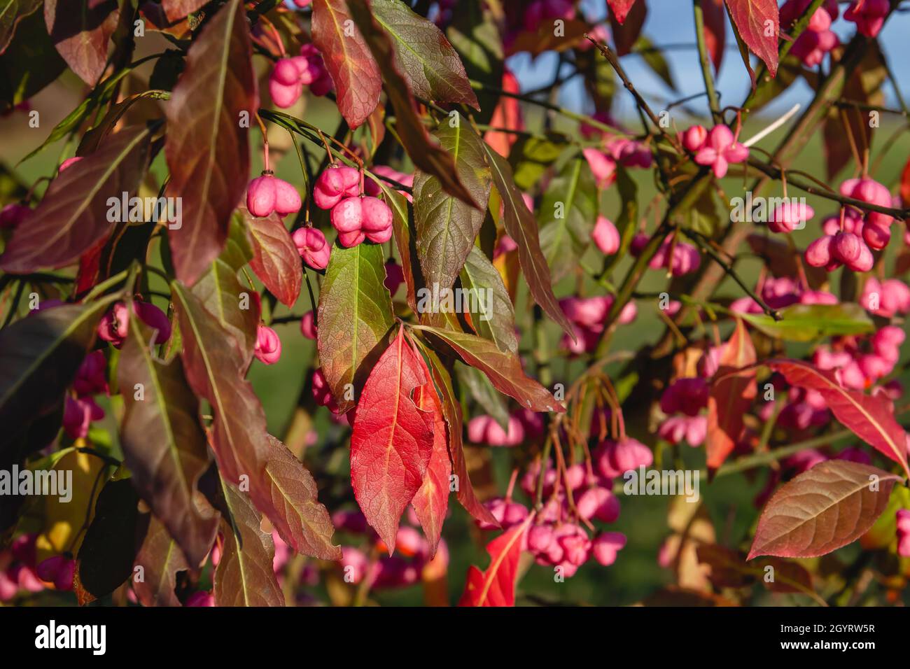 Euonymus europaeus European spindle deep pinl colored seed capsules and colorful autumn foliage Stock Photo